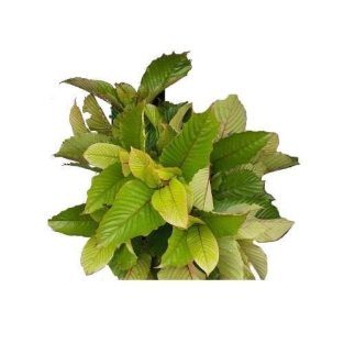 Borneo White Kratom - Mitragyna speciosa